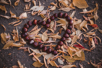 from chestnuts the figure of heart on the earth is laid out