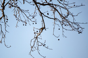 Cedar Waxwing Foraging