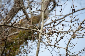 Flock of Cedar Waxwings