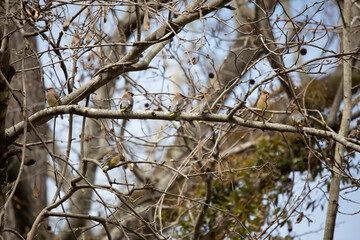 Watchful Cedar Waxwings