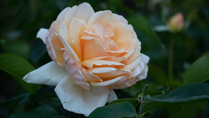 Flower Closeups of Beautiful Roses of Several Colors from multiple Species!