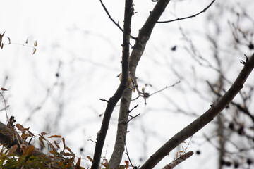 Curious Cedar Waxwing