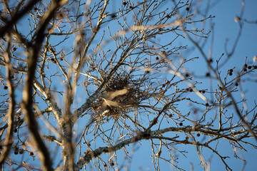 Cedar Waxwing near a Nest