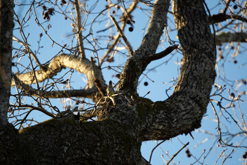 Cedar Waxwing Looking Around