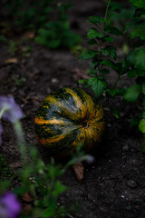 a small striped pumpkin is lying in the garden. autumn weather