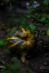 a small striped pumpkin is lying in the garden. autumn weather