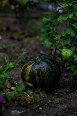 a small striped pumpkin is lying in the garden. autumn weather