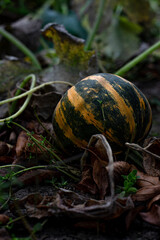 a small striped pumpkin is lying in the garden. autumn weather