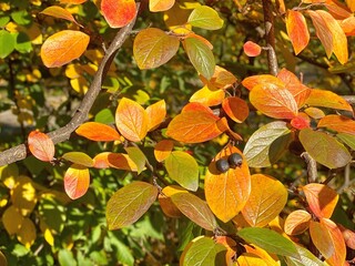 Autumn leaves in the garden. Autumn foliage cotoneaster lucidus ornamental shrub in beautiful park. Fall colorful leaves background with bright red purple yellow green colors.