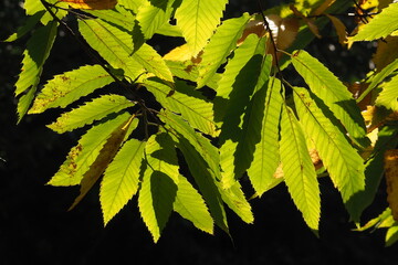 Zielone liście pod słońcem