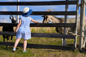 Rural landscape. A baby in a straw hat stretches a treat to a goat through the fence.