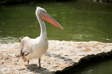 Pelican on the rocky shore of the reservoir close-up. Copy space.