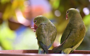 periquito-de-encontro-amarelo - Brotogeris chiriri