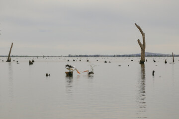 Water scene with pelicans and dead tree stumps. Kow Swamp, Victoria Australia