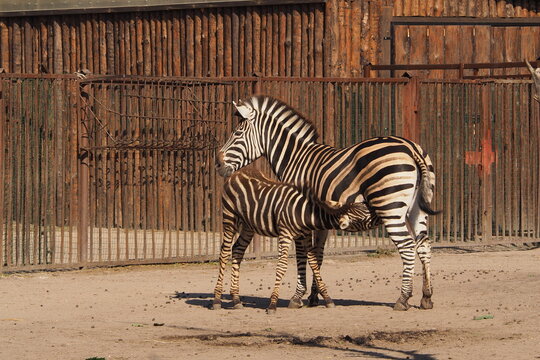 Dwie zebry w ZOO