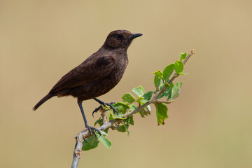 Northern Anteater-chat - Myrmecocichla aethiops dark bird in Muscicapidae on the branch, lives in dry savanna, subtropical or tropical dry lowland grassland, and subtropical or high-altitude grassland