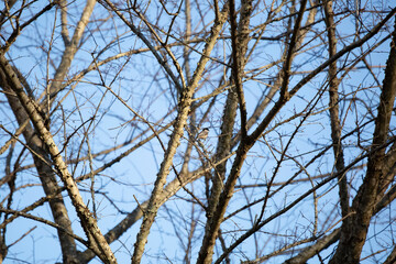 Obraz premium Carolina Chickadee on a Branch