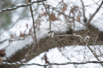 Carolina Chickadee on Snowy Branch