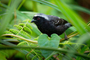 Grey-headed Nigrita - Nigrita canicapillus common species of estrildid finch bird found in Africa, widespread throughout the African tropical rainforest, black and grey song bird.