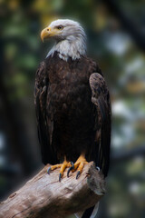 A Captive American Bald Eagle Perched On A Log - Blurred Background Version - Haliaeetus leucocephalus