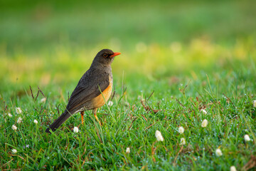 Abyssinian Thrush  - Turdus abyssinicus bird in Turdidae, also known as the African mountain thrush, northern olive thrush or Ethiopian thrush, black brown and orange bird on the green grass