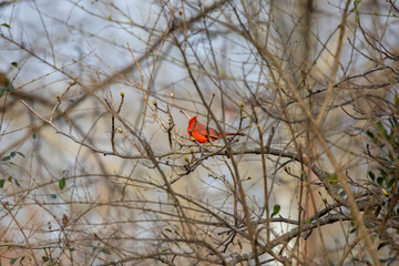 Curious Male Northern Cardinal