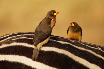 Yellow-billed Oxpecker - Buphagus africanus  passerine bird in Buphagidaem, native to the savannah...