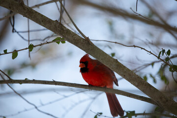 Male Northern Cardinal