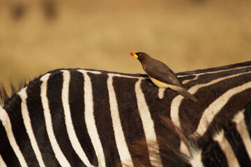 Yellow-billed Oxpecker - Buphagus africanus  passerine bird in Buphagidaem, native to the savannah...