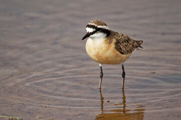 Kittlitzs Plover - Charadrius pecuarius small shorebird in Charadriidae, breeds near coastal and inland saltmarshes, riverbanks or grasslands, native to Africa, the Nile Delta and Madagascar