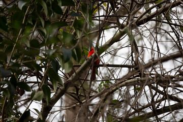 Curious Male Northern Cardinal