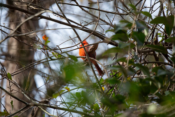 Curious Male Northern Cardinal