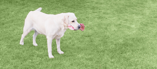 Obraz premium A dog is gnawing a bone on the lawn