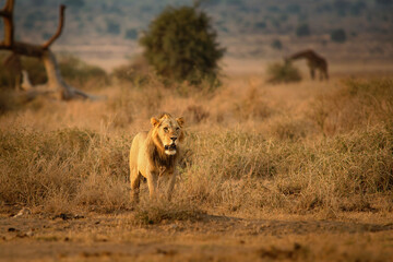 Lion - Panthera leo king of the animals. Lion - the biggest african cat in Amboseli National Park...