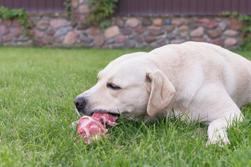 A dog is gnawing a bone on the lawn
