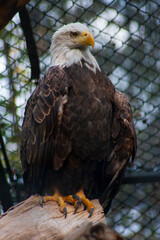 A Captive American Bald Eagle Perched On A Log - Haliaeetus leucocephalus