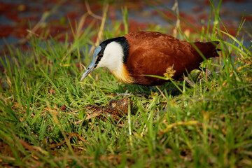 African Jacana - Actophilornis africanus  is a wader bird in family Jacanidae, identifiable by long...