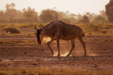 Eastern White-bearded Wildebeest - Connochaetes taurinus albojubatus also brindled gnu, antelope in Eastern and Southern Africa, belongs to Bovidae with antelopes, cattle, goats, sheep, ungulates
