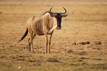 Eastern White-bearded Wildebeest - Connochaetes taurinus albojubatus also brindled gnu, antelope in...