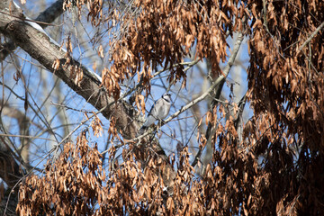 Blue Jay on a Cold Day