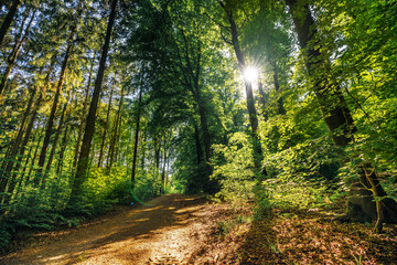 Fototapeta premium Silent Forest in spring with beautiful bright sun rays