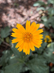 yellow flower in the garden