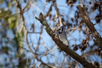 Blue Jay Foraging