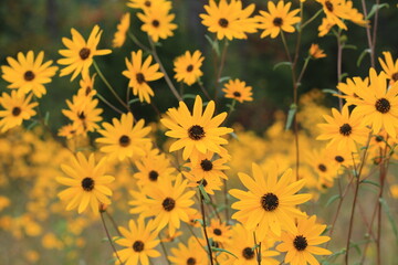 wild sunflowers close up