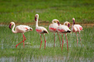 Lesser Flamingo - Phoeniconaias minor the smallest species of flamingo bird, in sub-Saharan Africa and northwestern India, pink to red long legged water bird, bathing and feeding in the lake