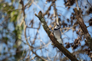 Blue Jay Swallowing a Snack