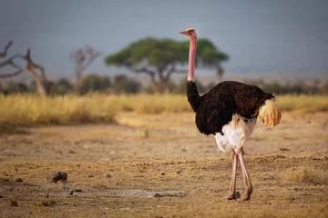 Fotobehang Common Ostrich - Struthio camelus is a species of flightless bird native to large areas of Africa , the largest living bird, long strong red legs, long neck, small head, big bird in savannah © phototrip.cz