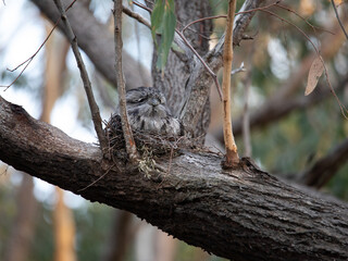 Tawny Frogmouth nesting on top of its chicks.