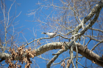 Curious, Cautious Blue Jay