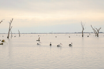 Water scene with pelicans and dead tree stumps. Kow Swamp, Victoria Australia